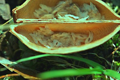 Paulownia tomentosa -paulovnie plstnatá - semena a část plodu (3)